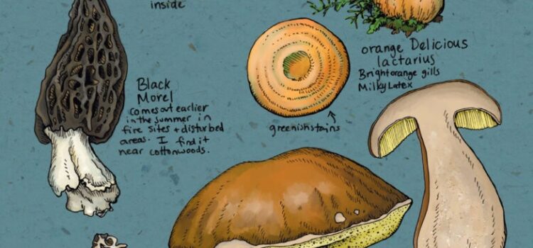 Mushroom Hike with mycologist Sam Warren