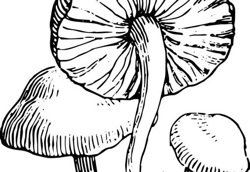 Mushroom Hike